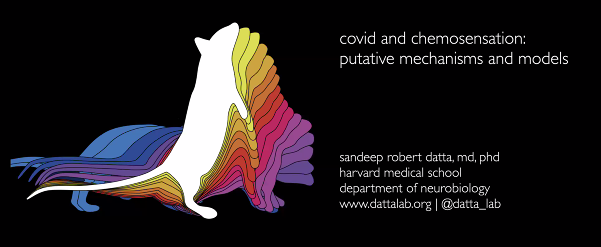 Covid and chemosensation: putative mechanisms and models - sandeep robert datta